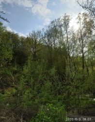 Камчатский лес