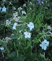 Душистый табак