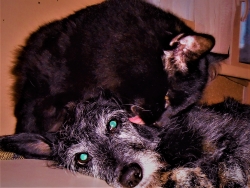 DSCN9837 бант и тоша 2 ааа.jpg