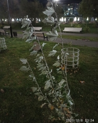 Тополь серебристый