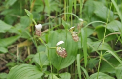 cypripedium-yatabeanum01.thumb.jpg.c0a3d21b4f1857a59294ce83fc11b1fe.jpg
