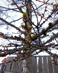 Лиственница