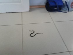 уж в коридоре.jpg