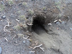 Фото для камчатской загадки.JPG