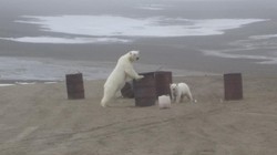 медведи и бочки.jpg